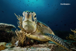 Marine turtle in Komodo by Massimo Giorgetta 